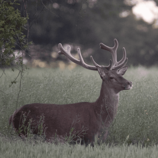 cerf dans un champs