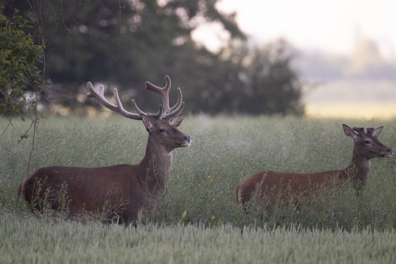Deux cerfs dans un champs